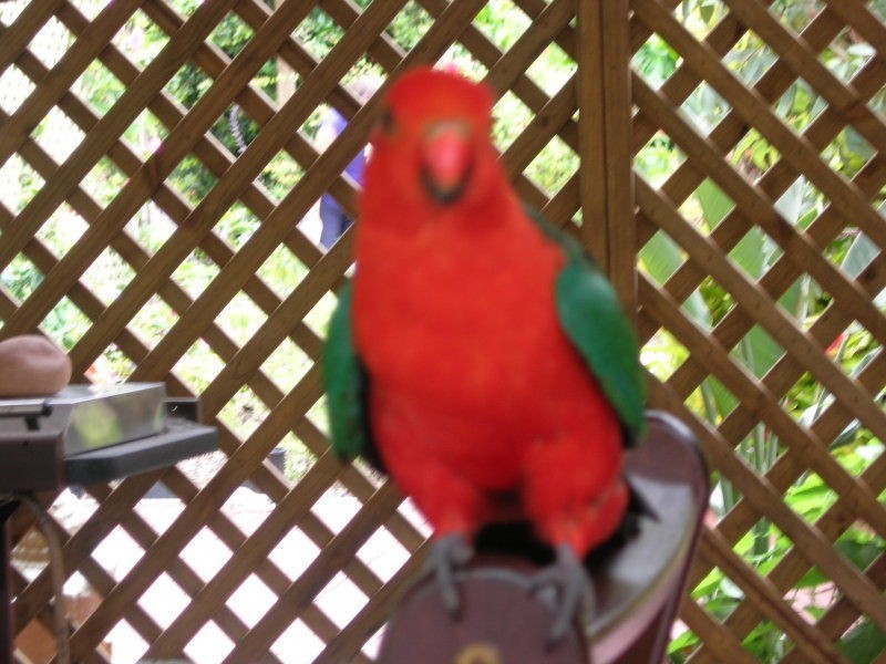 19 Granite Lane, Maleny QLD 4552