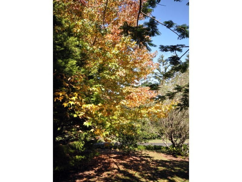 338 Curramore Road, Maleny QLD 4552