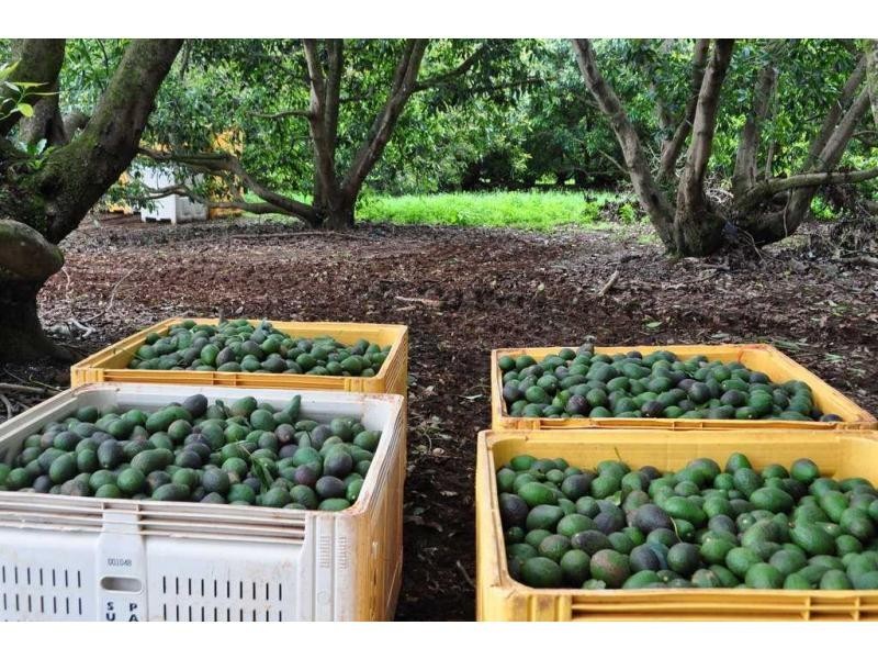 Lot 2 Burgess Avenue, Maleny QLD 4552