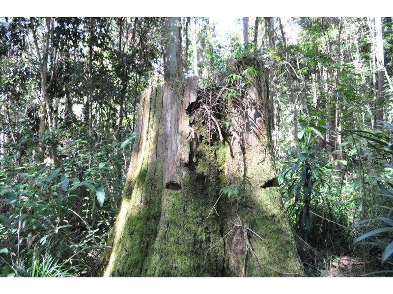 Maleny QLD 4552