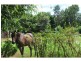 17 Gumland Drive, Maleny QLD 4552