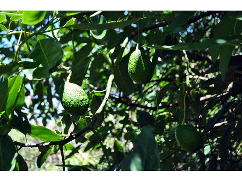 207 Witta Road, Maleny QLD 4552