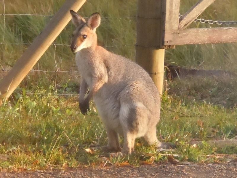 57 Corks Pocket Road, Maleny QLD 4552