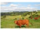 Maleny QLD 4552