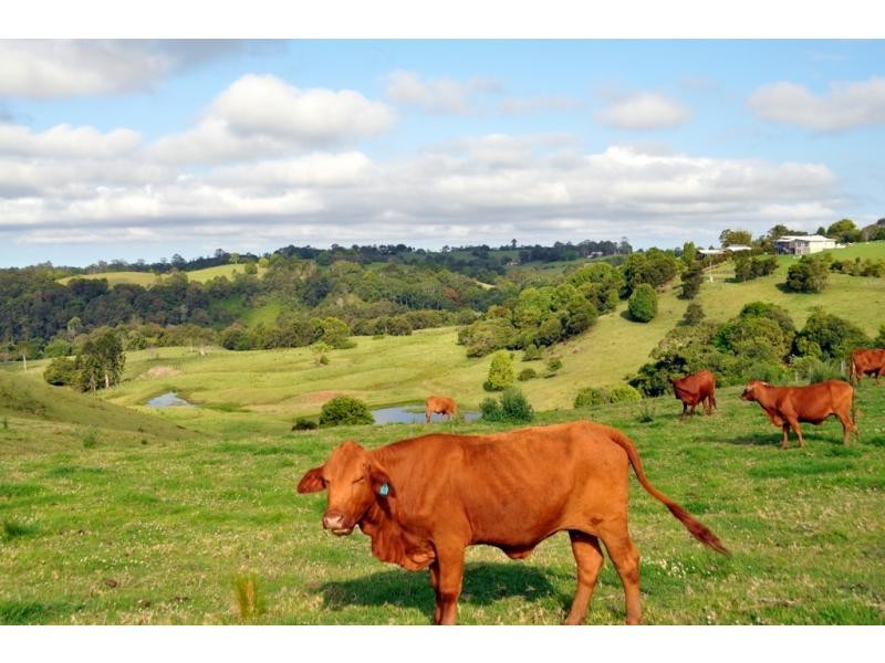 Maleny QLD 4552