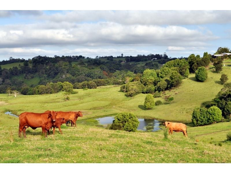 Maleny QLD 4552