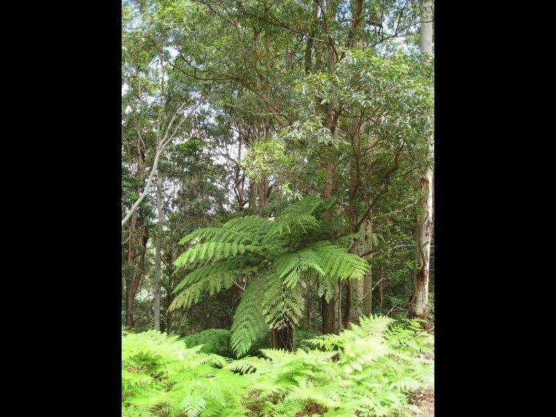 Maleny QLD 4552