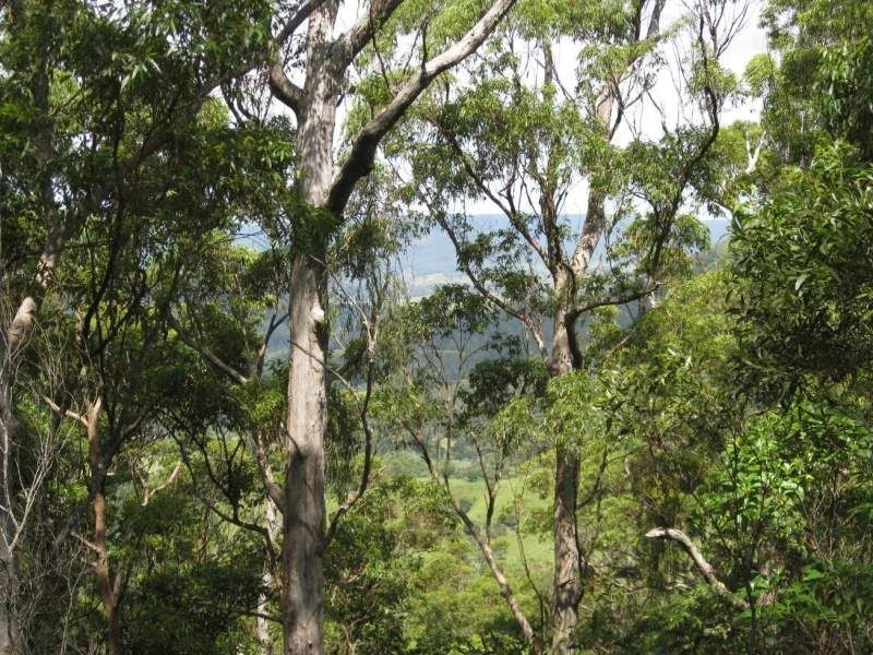 Maleny QLD 4552