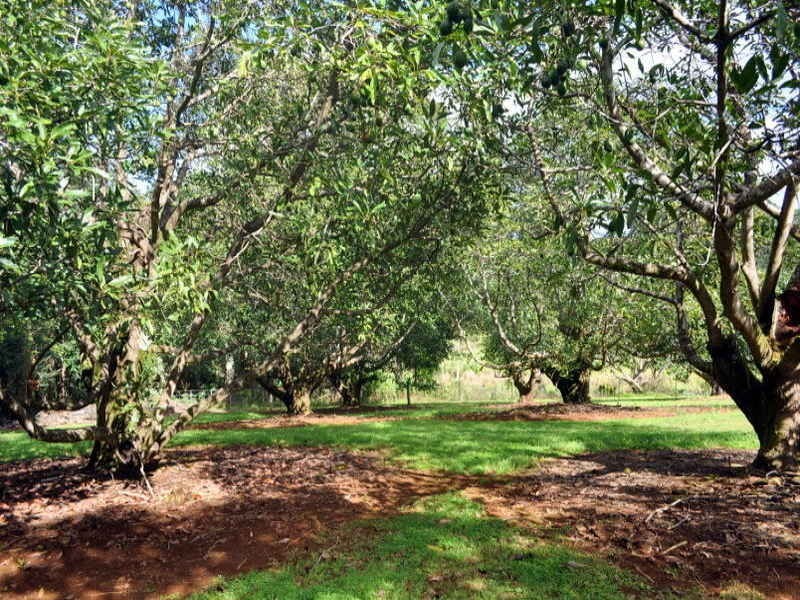 Lot 1 Burgess Avenue, Maleny QLD 4552