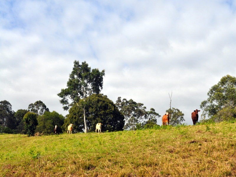 1 Upper Cedar Creek Road, Maleny QLD 4552