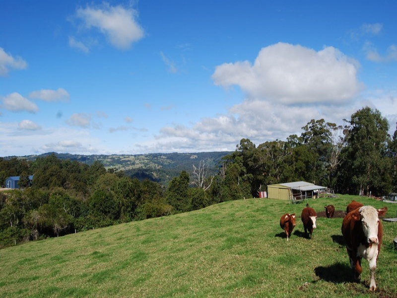 Maleny QLD 4552