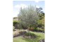 7 Avon Court, Pacific Pines QLD 4211