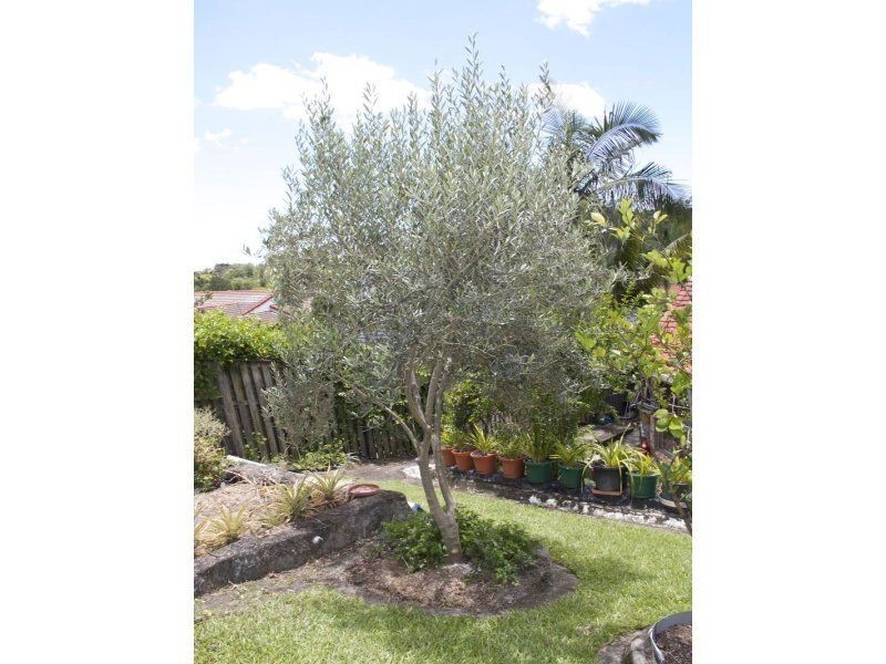 7 Avon Court, Pacific Pines QLD 4211