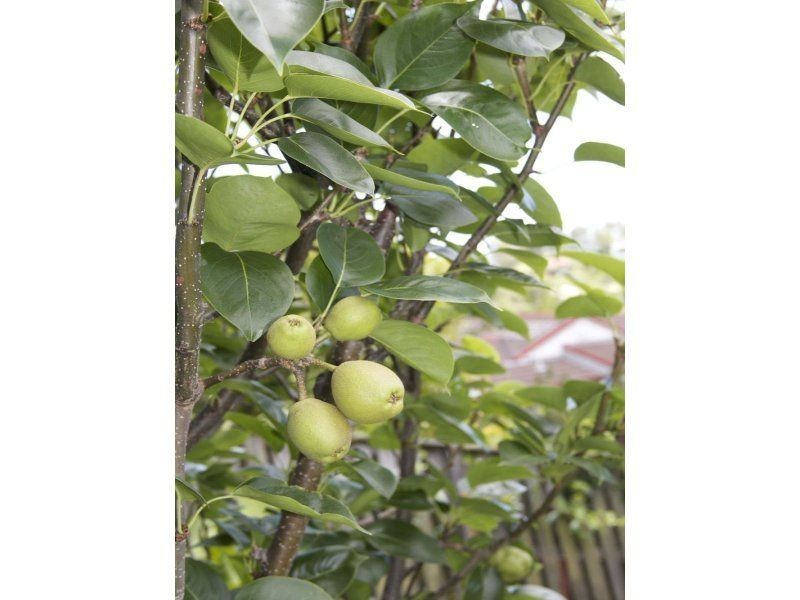 Pacific Pines QLD 4211