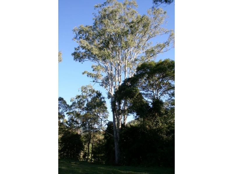 Cedar Creek QLD 4207