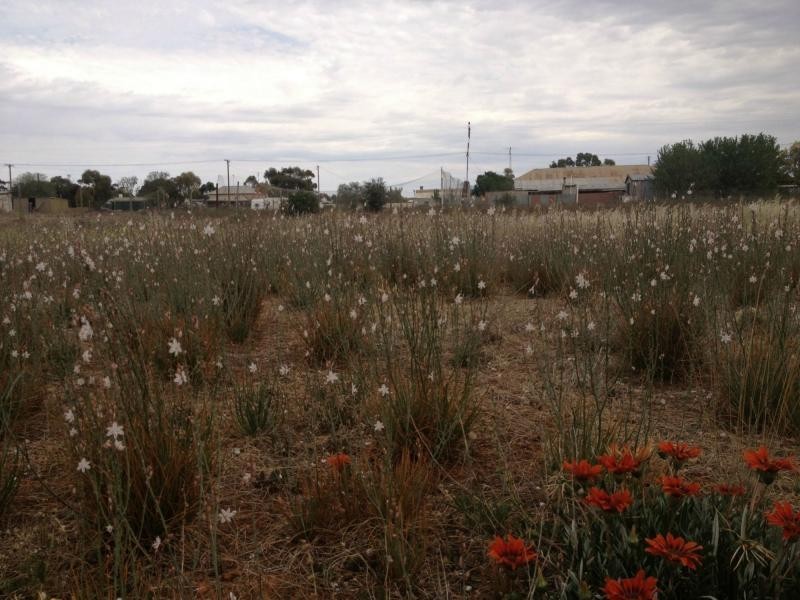 L175 & 176 Mitchell Street, Terowie SA 5421