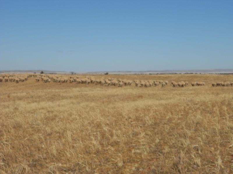 L1&2 Mallee Road, Wandearah East SA 5523