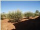 648 Railway Terrace, Bungama SA 5540