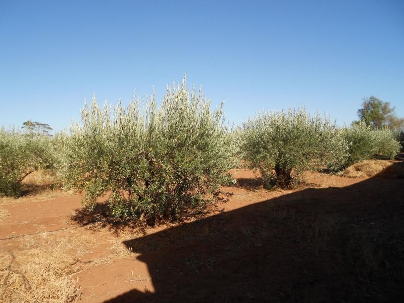 648 Railway Terrace, Bungama SA 5540