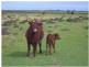 1048 North Fishermans Bay Road, Mundoora SA 5555