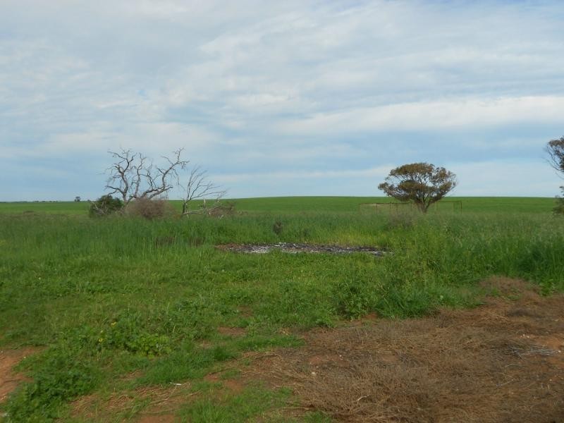 963 Mallee Road, Wandearah West SA 5523