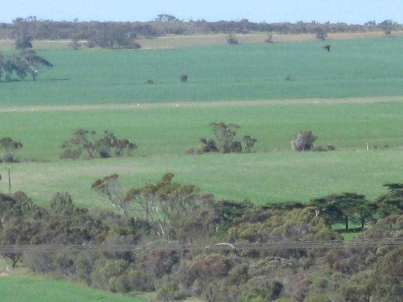 19 Bowman Terrace, Maitland SA 5573