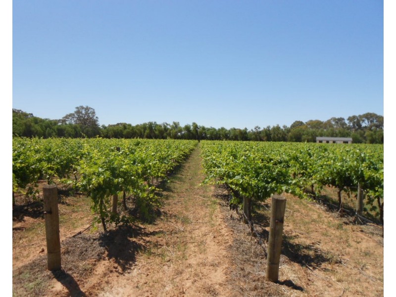 6 Beetaloo Road, Laura SA 5480