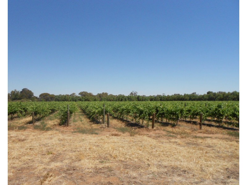 6 Beetaloo Road, Laura SA 5480