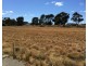 Lot 31 William Street, Booleroo Centre SA 5482