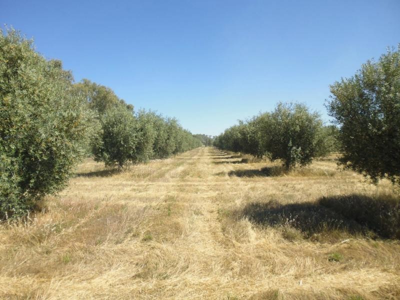 L103 Laura-Beetaloo Road, Laura SA 5480