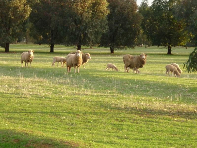 13 King Edward Terrace, Jamestown SA 5491