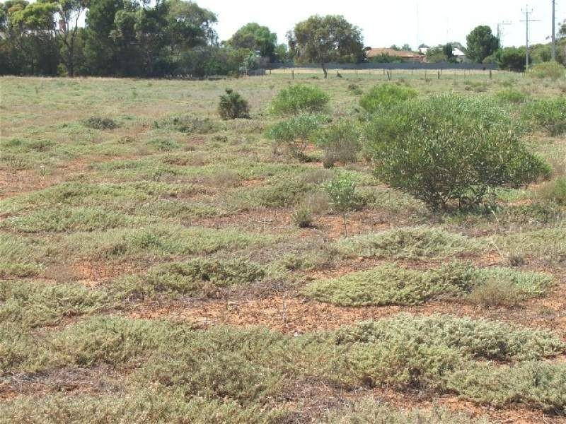 Lot 33,34,35 Greig Road, Crystal Brook SA 5523