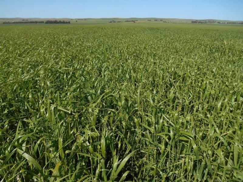 553 Old Reservoir Road, Canowie Belt SA 5420