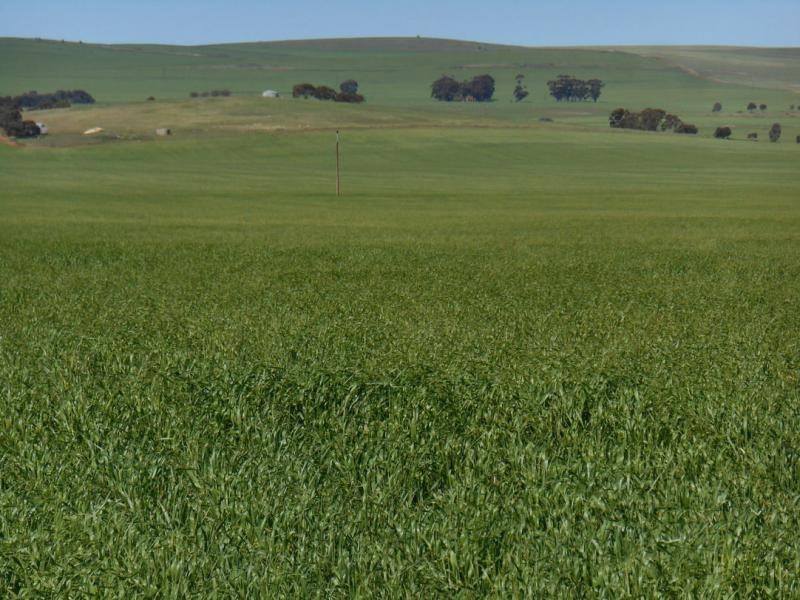 553 Old Reservoir Road, Canowie Belt SA 5420