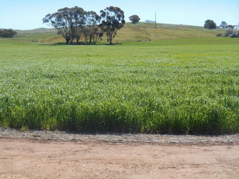 553 Old Reservoir Road, Canowie Belt SA 5420