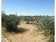 648 Railway Terrace, Bungama SA 5540