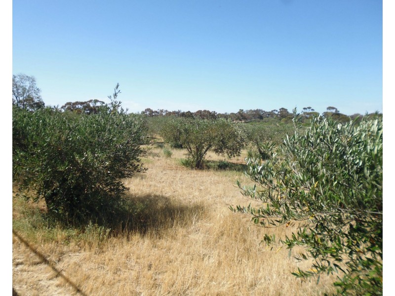 648 Railway Terrace, Bungama SA 5540