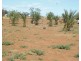 648 Railway Terrace, Bungama SA 5540