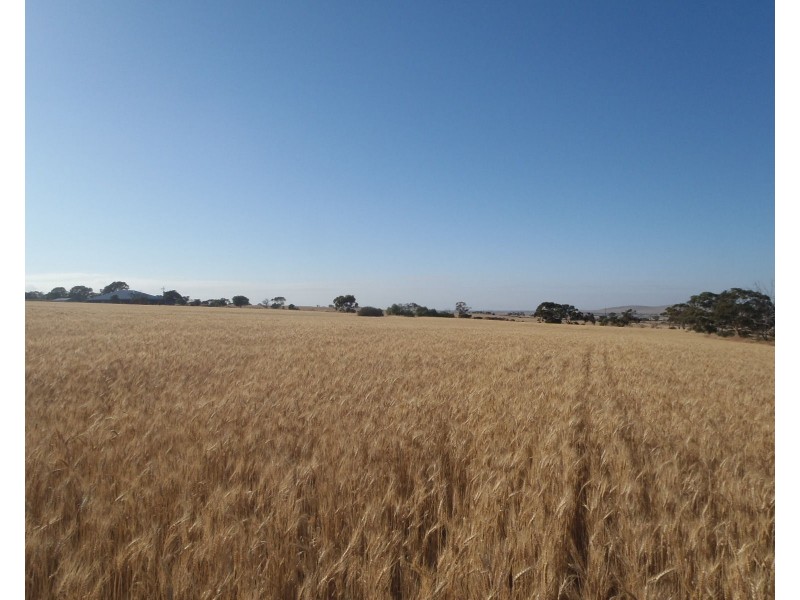 Lot 3 Clement Street, Crystal Brook SA 5523