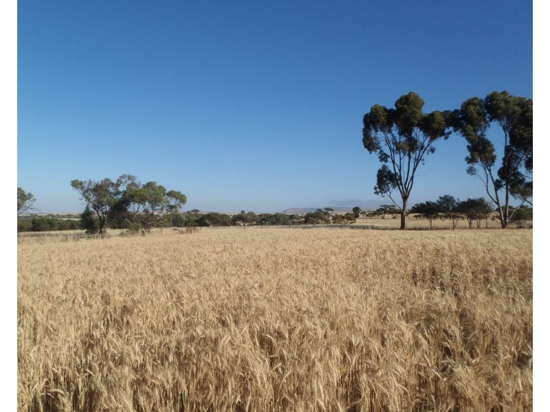 Lot 3 Clement Street, Crystal Brook SA 5523