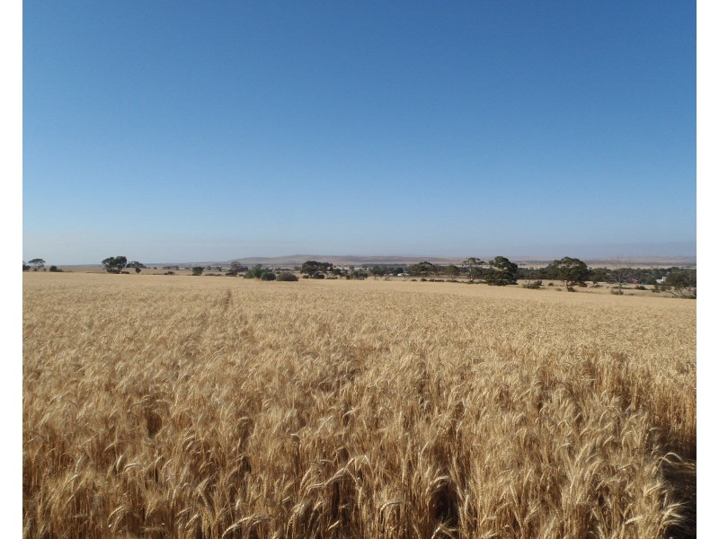 Lot 3 Clement Street, Crystal Brook SA 5523