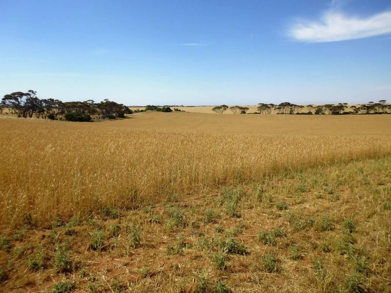 220, 240, 241, 246, 247 & 1035 HOBBS Road, Port Broughton SA 5522