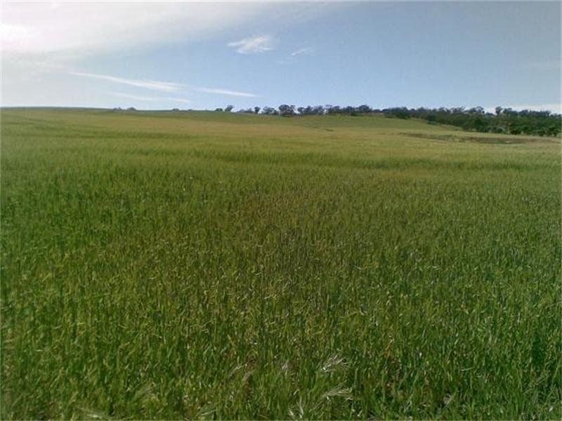 Lot 295 Public Road, Wirrabara SA 5481