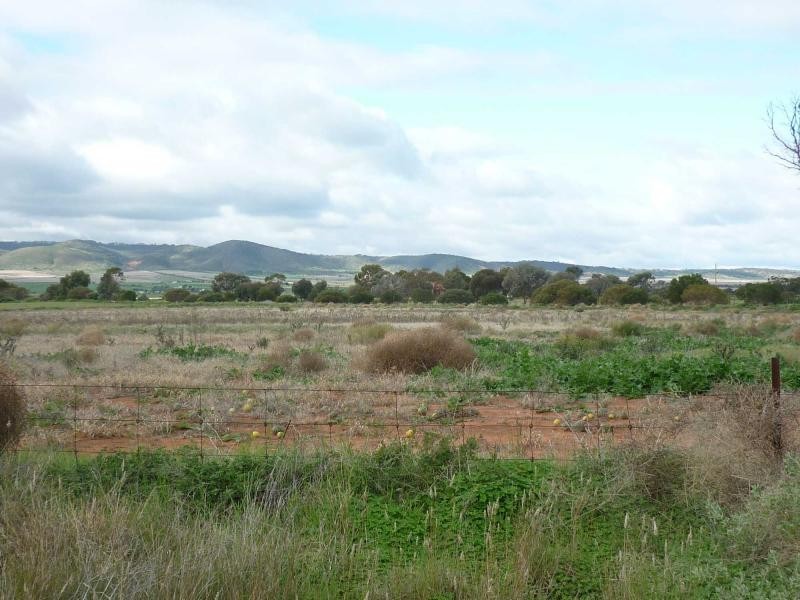 L521 Drovers Road, Warnertown SA 5540