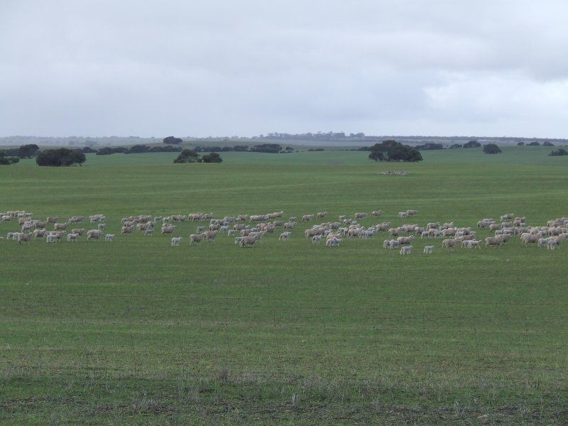 51 Lower White Hut Road, Corny Point SA 5575