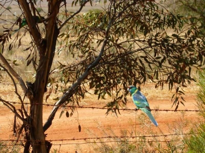 Lot 89 & 90 West Terrace, Whyte Yarcowie SA 5420