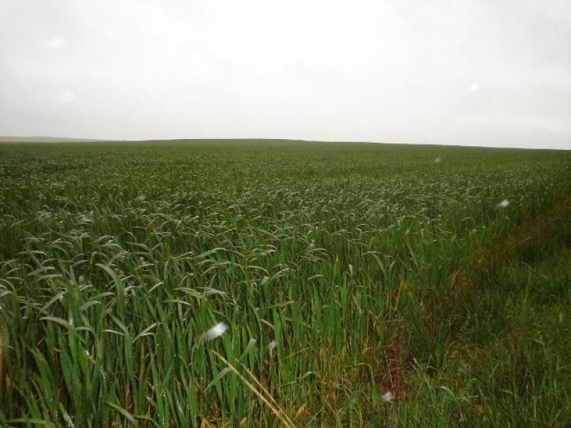 Lot 470, 471, 461 & 721 Appila Road, Appila SA 5480