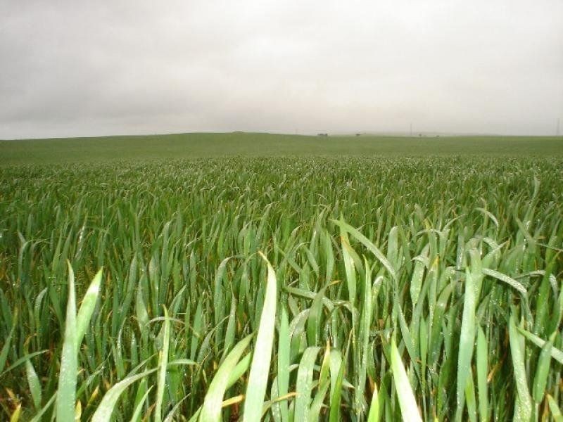 Lot 470, 471, 461 & 721 Appila Road, Appila SA 5480