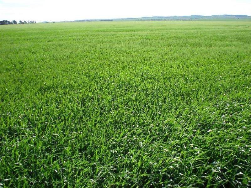 Lot 180 Public Road, Caltowie SA 5490