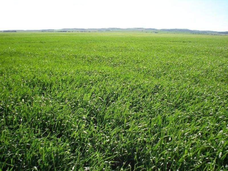 Lot 180 Public Road, Caltowie SA 5490